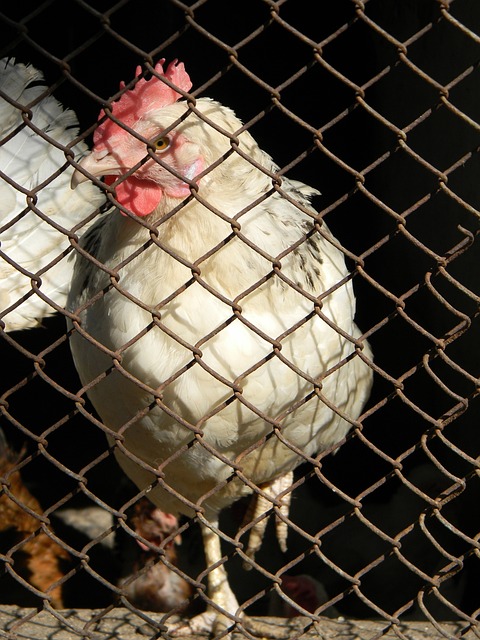 動員都因傷 動員都因傷